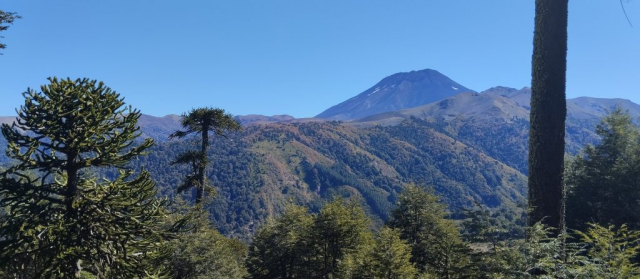 Araucarias y Volcan Lonquimay desde la cuesta de la Raices