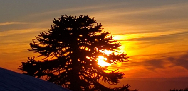 Una hermosa araucaria en las faldas del Volcanllaima